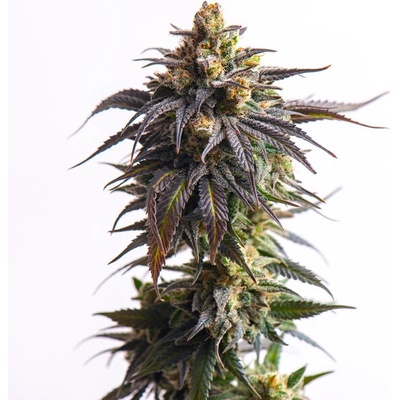 Vision Seeds Biscotti Auto semienka neobsahujú THC 3 ks