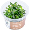 Bucephalandra sp. Needle Leaf