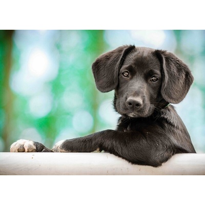 Pohlednice 3D model puppy