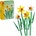 LEGO® Daffodils (40747)