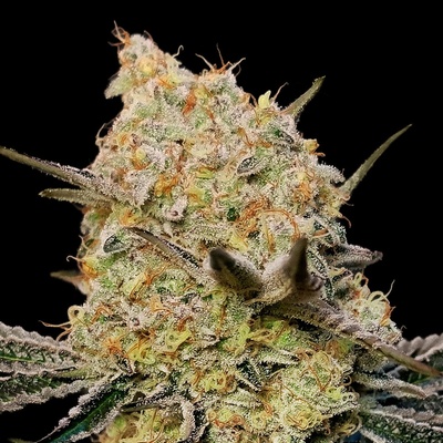 00 Seeds Bank Gelato Mint semienka neobsahujú THC 3 ks