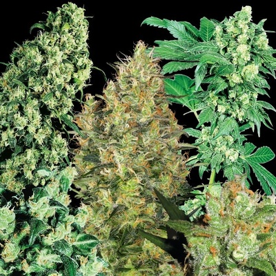 Sensi Seeds Indoor Mix regular semena neobsahují THC 25 ks