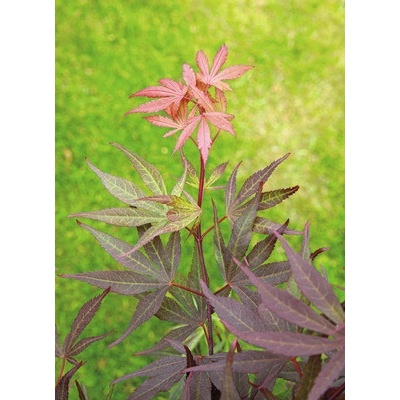 Javor dlanitolistý Acer palmatum 'Shaina' výška 50-60 cm květináč 3 l