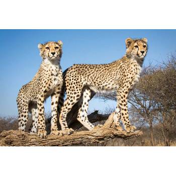 DIMEX ART Флизелинов фототапет млади гепарди 375 x 250 см