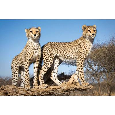 DIMEX ART Флизелинов фототапет млади гепарди 375 x 250 см