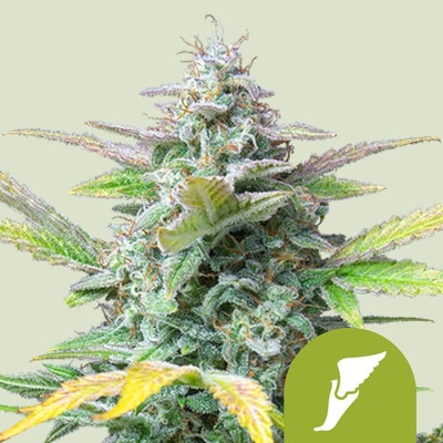Royal Queen Seeds Quick One semena neobsahují THC 5 ks – Zboží Dáma