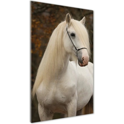 Vertikálny foto obraz fotografie na skle Biely kôň 50x100 cm