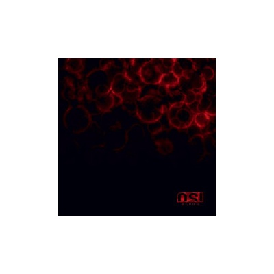 OSI - Blood Reissue 2023 Digipack CD
