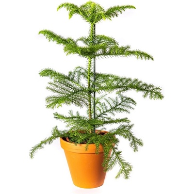 Gardners Araucaria heterophylla, průměr 17 cm Blahočet, aurakárie