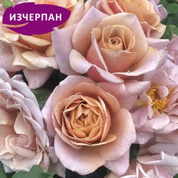 Weeks Roses Роза Koko Loco® - (Soul Sister) (Wekbijou)