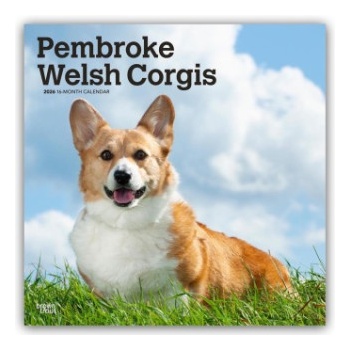 Browntrout Verlags GmbH Pembroke Welsh Corgis - Pembroke Welsh Corgi 2026 - 16-Monatskalender