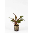 Cryptocoryne petchii