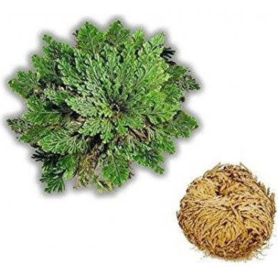 Růže z jericha – Zboží Dáma