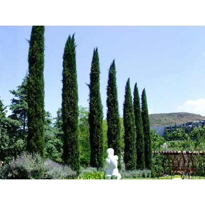 Cyprus vždyzelený Blue Sky, výška 100-125 cm, kvetináč 10 l