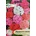 Opal Zi Мушкато F1 микс Pelargonium x hortorum