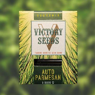 Victory Seeds AUTO Parmesan semena neobsahují THC 10 ks