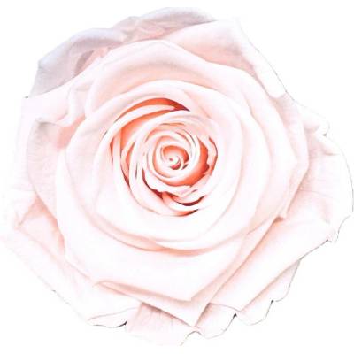 Stabilizovaná růže Rose Amor XL světle růžový nádech/pale pink (hlava)