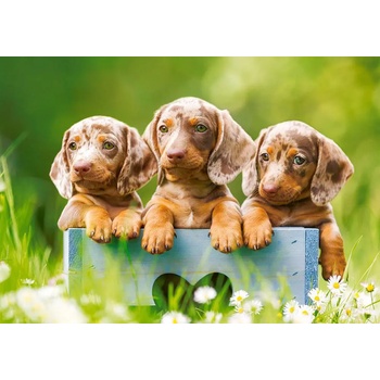 Image 1 of Castorland - Puzzle Cute dachshunds 500 - 500 piese