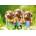 Castorland - Puzzle Cute dachshunds 500 - 500 piese