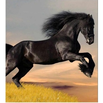 DIMEX ART s. r. o Флизелинов фототапет черен кон 225 x 250 см