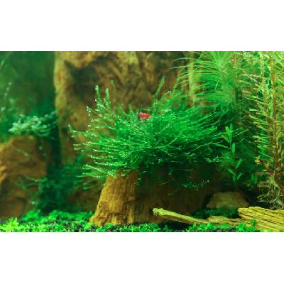 Java moss (Taxiphyllum barbieri) (Koberec 16x11 cm)