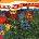 The Beach Boys - Endless Summer (Limited Edition) (180 g) (2 LP) (5099924279413)
