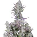 Fast Buds Wedding Glue AUTO semena neobsahují THC 10 ks