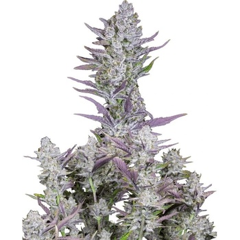 Fast Buds Wedding Glue AUTO semena neobsahují THC 10 ks