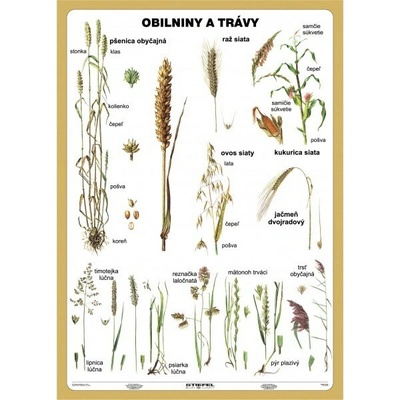 Náučná tabuľa Obilniny a trávy (100x140 cm)