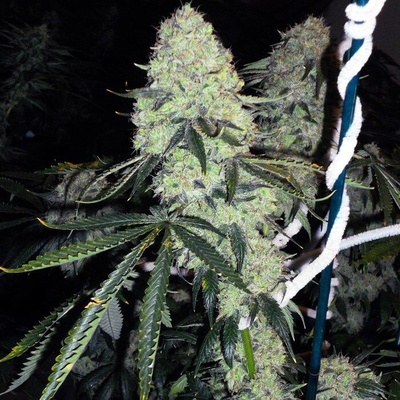 The Cali Connection Deadhead OG semienka neobsahujú THC 6 ks
