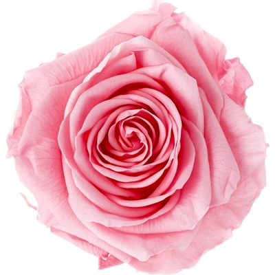 Tereza Light pink - světle růžová (Aranž 1x premium stabilizovaná "věčná" růže v trojúhelníkové keramické misce)