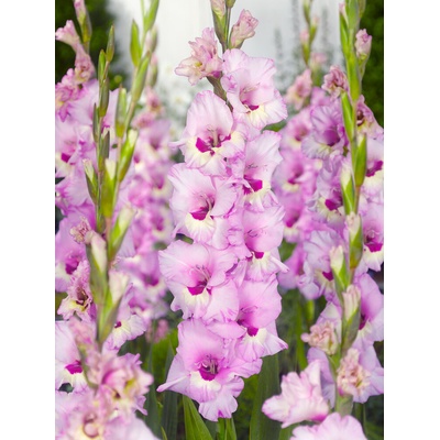 Gladiola 'Zamora' 5 ks