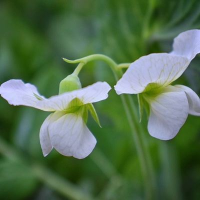 Hrachor voňavý kráľovský biely - Lathyrus odoratus - semená - 20 ks