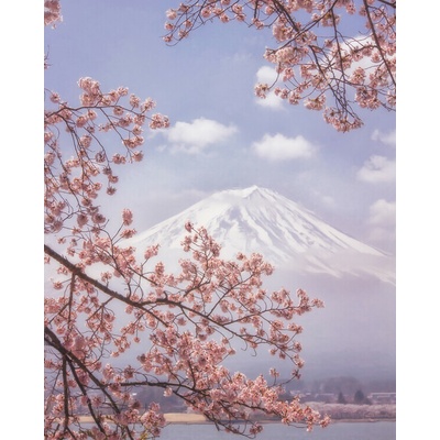 Plagát, Obraz - Mt. Fuji in the cherry blossoms, Makiko Samejima, 30 × 40 cm