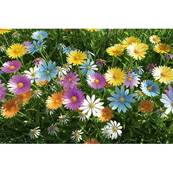 DIMEX ART s. r. o Флизелинов фототапет пролет 375 x 250 см