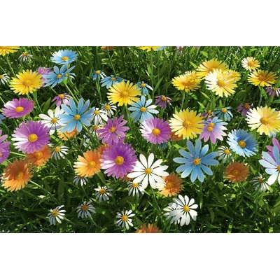 DIMEX ART Флизелинов фототапет пролет 375 x 250 см