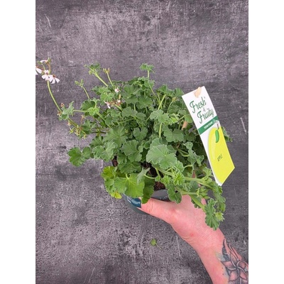 Pelargonium graveolens jablko