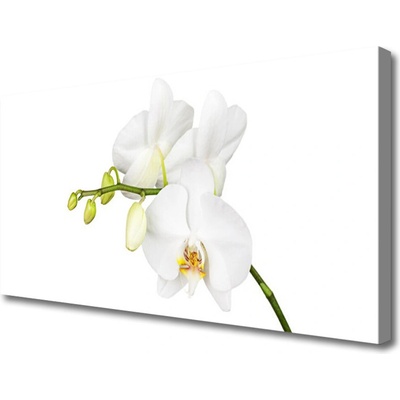 Obraz Canvas Orchidea kvety príroda 100x50 cm