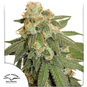 Dutch Passion Auto Orange Bud semena neobsahuji THC 100 ks