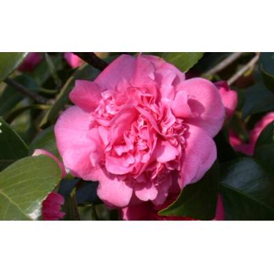Kamélia japonská (Camellia Japonica) ´TRIUMPHANS´ - výška 20-40 cm, kont. C2L (-10°C)