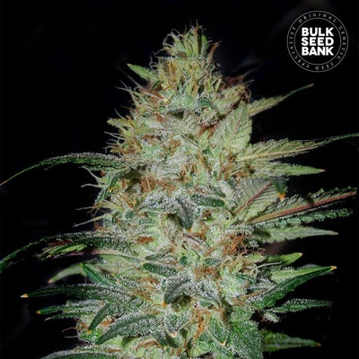 Bulk Seed Bank Sensible Star semena neobsahují THC 10 ks