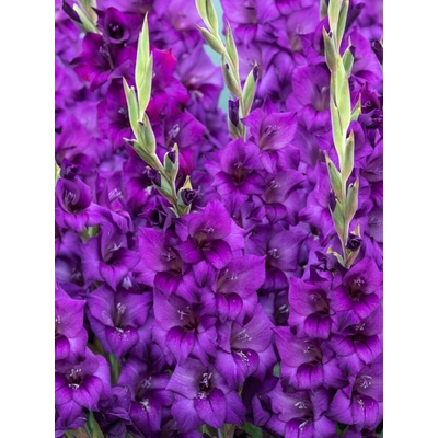 Gladiola 'Purple flora' 5 ks Velikost: 8/10