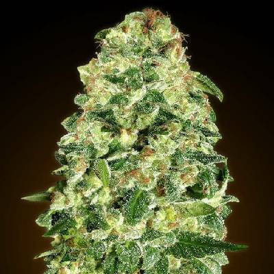 00 Seeds Bank AUTO California Kush semena neobsahují THC 5 ks