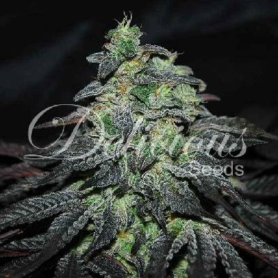 Delicious Seeds Golosa semena neobsahují THC 3 ks