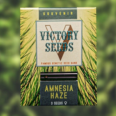 Victory Seeds Amnesia Haze semena neobsahují THC 5 ks