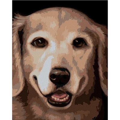 zuty Malování Podle Čísel Zlatý Retrívr 2 Myroslava Voloschuk 40 x 50 Cm Plátno Rám