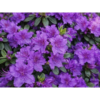 Azalka japonská Viola na 80-90 cm kmienku, výška 110-120 cm, kvetináč 12 l