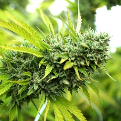 Humboldt Seed Organization Mango OG Auto semienka neobsahujú THC 10 ks