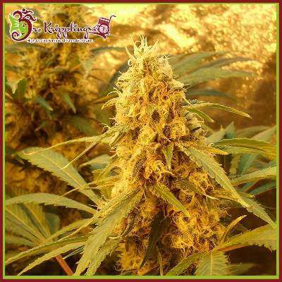 Dr. Krippling Seeds Jack Mist Tree semena neobsahují THC 1 ks