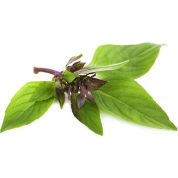 Hortus Босилек Анасонов Basilico Liquirizia